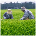 契約農家の茶摘み風景